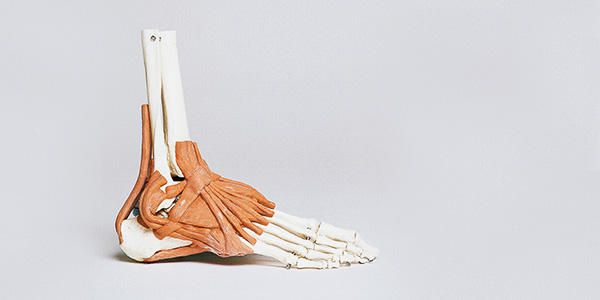 An anatomical model of a human foot