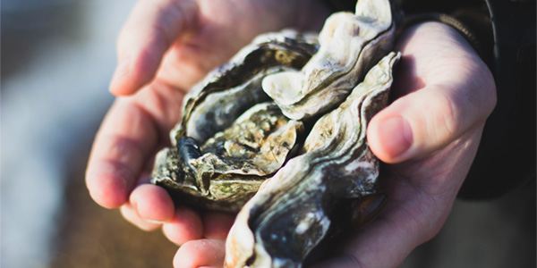 Two oysters in the hands of a fisherman