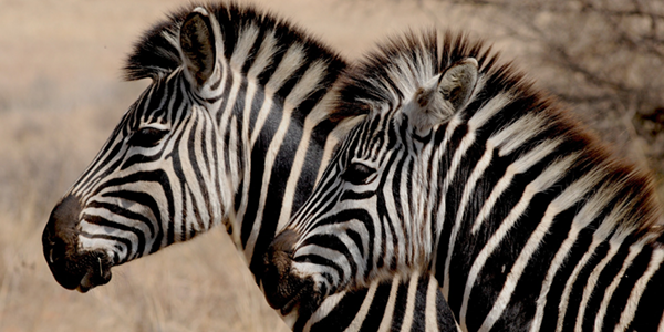 Two zebra spotted on safari